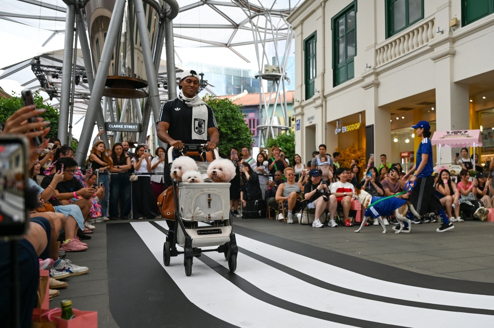 A pet owner pushes a car their dogs wearing football shirts at a runway show during a media preview of FurKids Fiesta, showcasing Adidas' first pet collection, in Singapore on May 16, 2026. — AFP pic