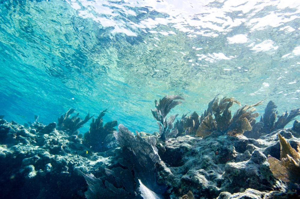 Shallow waters off south Florida topped 100 degrees Fahrenheit (37.8C) for several hours on July 24, 2023. — AFP pic