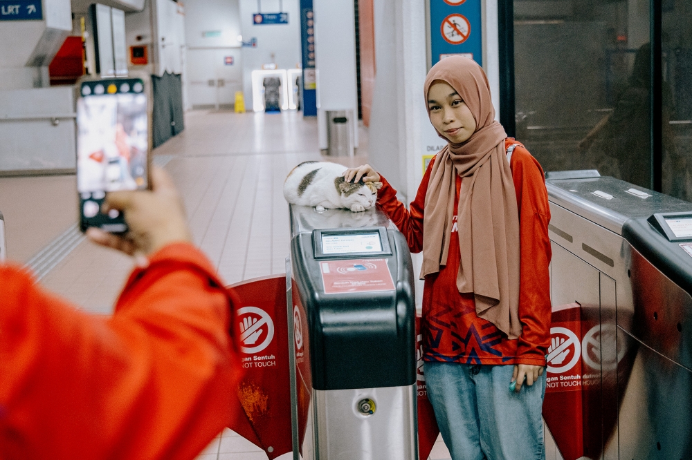 Lembu of Datuk Keramat station is seen here resting on the automated fare collection barrier gates. — Picture by Firdaus Latif