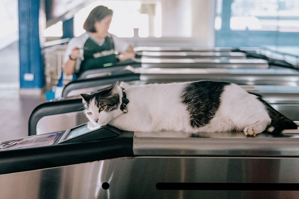 Lembu of Datuk Keramat station is seen here resting on the automated fare collection barrier gates. — Picture by Firdaus Latif