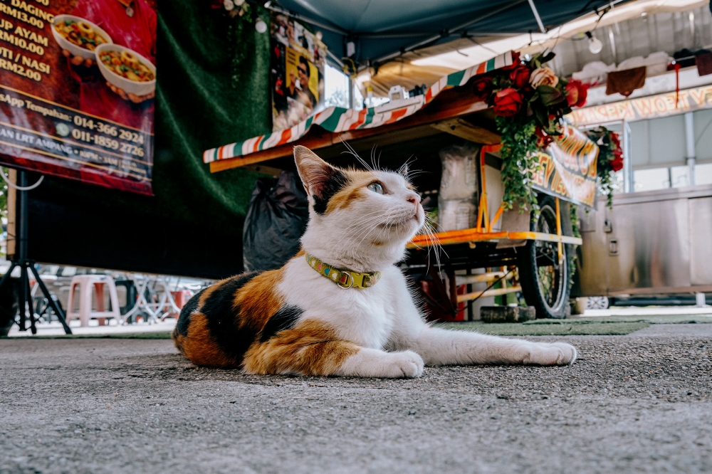 Adik, wearing a collar gifted by a passenger, lounges outside LRT Ampang station. — Picture by Firdaus Latif