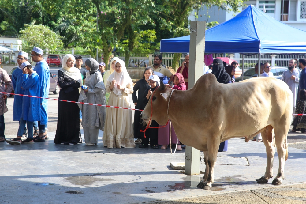 Strict quarantine clears 27,000 cattle from Thailand for Aidiladha, says quarantine department