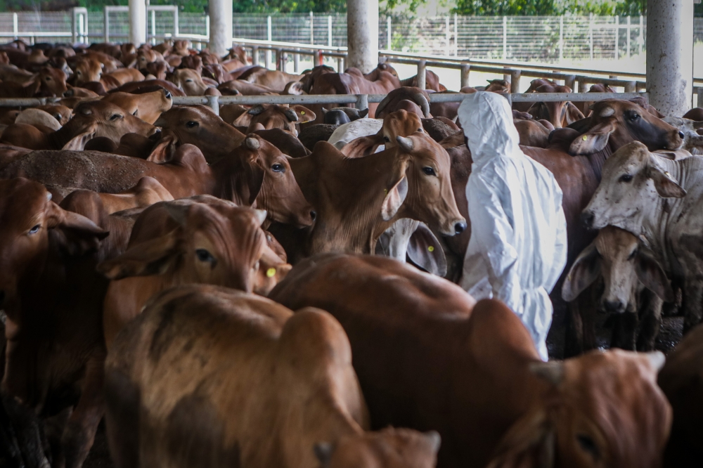 Ministry assures livestock supply surpasses demand for sacrificial rituals during Aidiladha