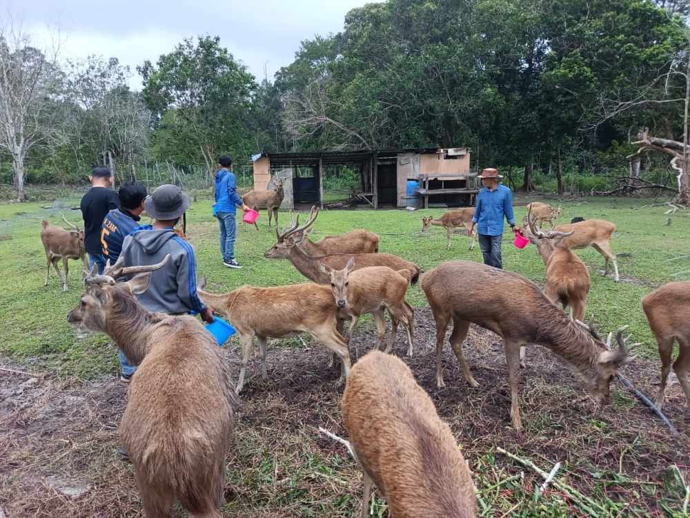 The D’Farm Cabin stay in Mersing, Johor comes with a chance to get up close and personal with deer. — Picture from Facebook/D’Farm Cabin Mersing