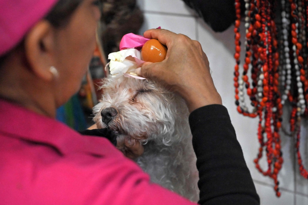 Ecuadorean curandera Amparo Lugmana rubs an egg and roses during a ritual of energy cleansing on the dog Copito at the San Francisco market in Quito on May 17, 2026. — AFP pic