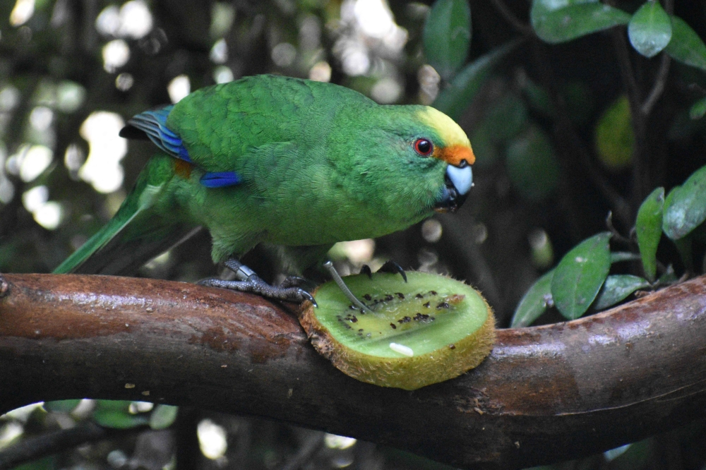 A handout photo taken in Christchurch on May 20, 2026 and received May 27, 2026 from the The Isaac Conservation and Wildlife Trust shows Nacho - part of a breeding pair of the rare New Zealand kakariki karaka parakeets - who have produced 55 chicks in two years, more than 10% of the total population. One of the world's rarest parakeets has seen its numbers surge thanks to a pair of super breeders now responsible for more than 10 percent of the total population. The New Zealand native kakariki karaka -- or orange-fronted parakeet -- is critically endangered and has twice been declared extinct, only to be rediscovered. There are around 450 of the birds left, mainly in sanctuaries and predator-free islands but also in wild populations. — Photo by Leigh Percasky / The Isaac Conservation and Wildlife via AFP