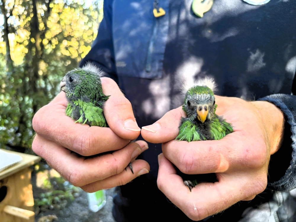 A handout photo taken in Christchurch on May 20, 2026 and received May 27, 2026 from the The Isaac Conservation and Wildlife Trust shows two chicks produced by Nacho and Trixie - a breeding pair of the rare New Zealand kakariki karaka parakeets - who have produced 55 chicks in two years, more than 10 percent of the total population. One of the world's rarest parakeets has seen its numbers surge thanks to a pair of super breeders now responsible for more than 10 percent of the total population. The New Zealand native kakariki karaka — or orange-fronted parakeet — is critically endangered and has twice been declared extinct, only to be rediscovered. There are around 450 of the birds left, mainly in sanctuaries and predator-free islands but also in wild populations. — Photo by Leigh Percasky / The Isaac Conservation and Wildlife via AFP