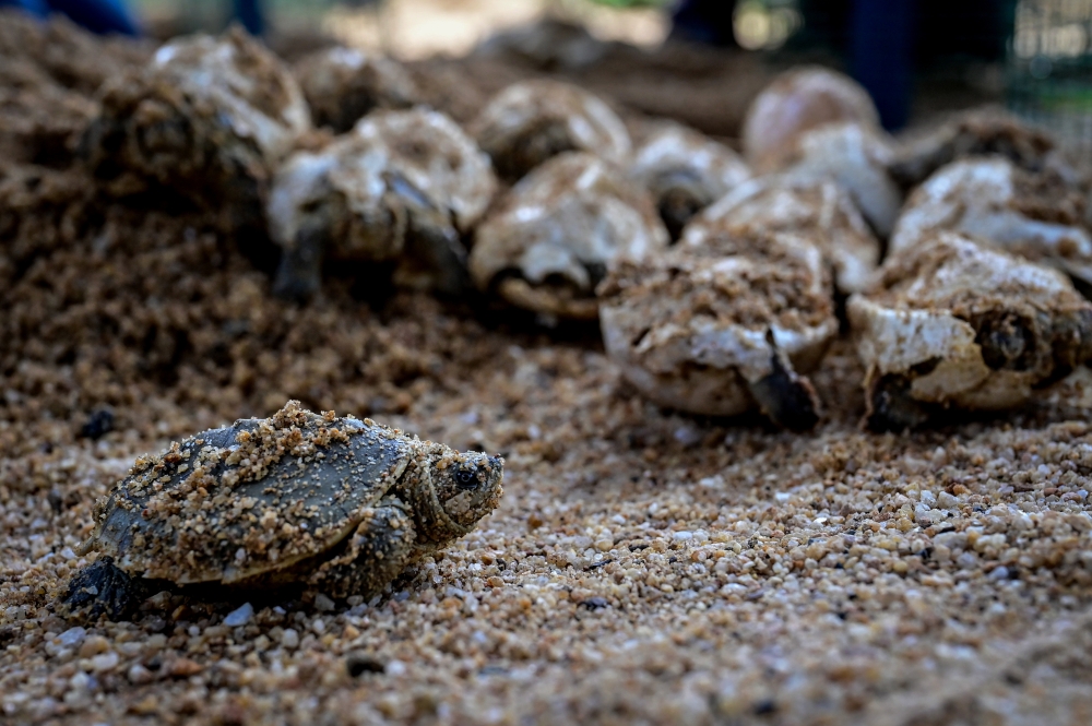 Some of the newly hatched river terrapin hatchlings seen at the River Terrapin Conservation Centre in Kampung Pasir Gajah, Chukai, May 28, 2026. — Bernama pic