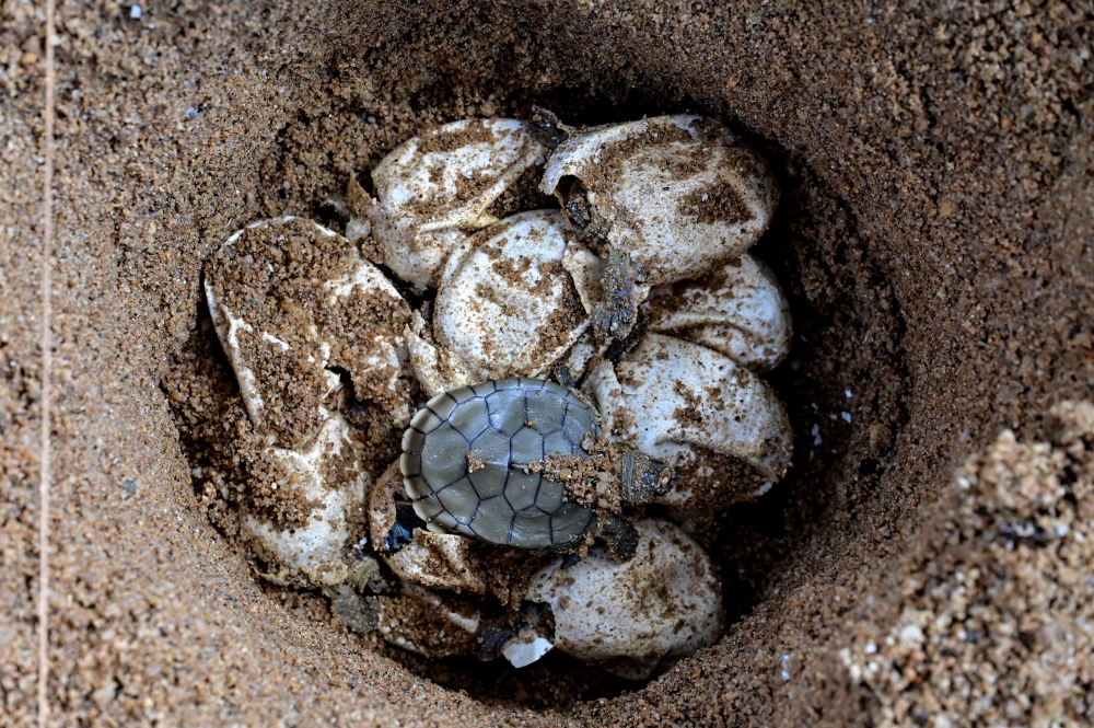 A river terrapin hatchling emerges among broken eggshells at the River Terrapin Conservation Centre in Kampung Pasir Gajah, Chukai, May 28, 2026. — Bernama pic
