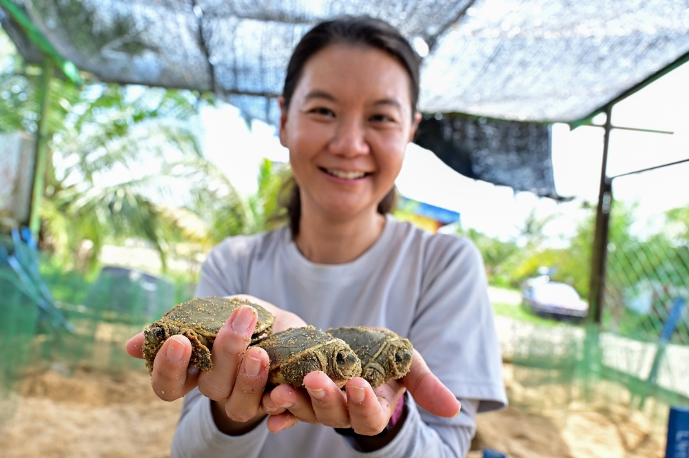 Turtle Conservation Society of Malaysia co-founder and executive director Dr Chen Pelf Nyok shows a newly hatched river terrapin at the River Terrapin Conservation Centre in Kampung Pasir Gajah, Chukai, May 28, 2026. — Bernama pic