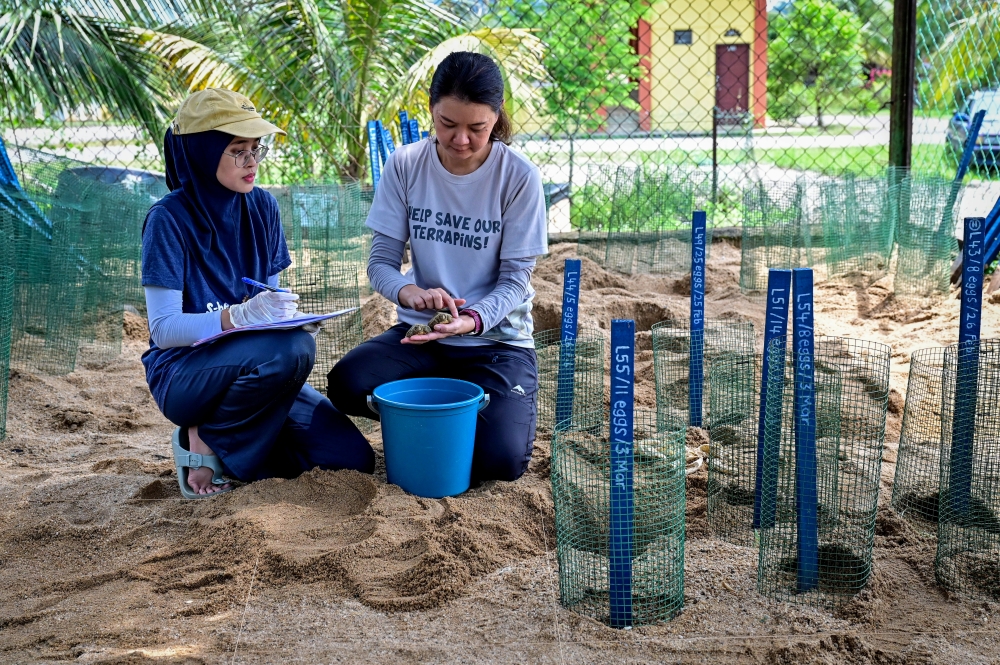 Turtle Conservation Society of Malaysia co-founder and executive director Dr Chen Pelf Nyok (second left) checks newly hatched river terrapins at the River Terrapin Conservation Centre in Kampung Pasir Gajah, Chukai, May 28, 2026. — Bernama pic