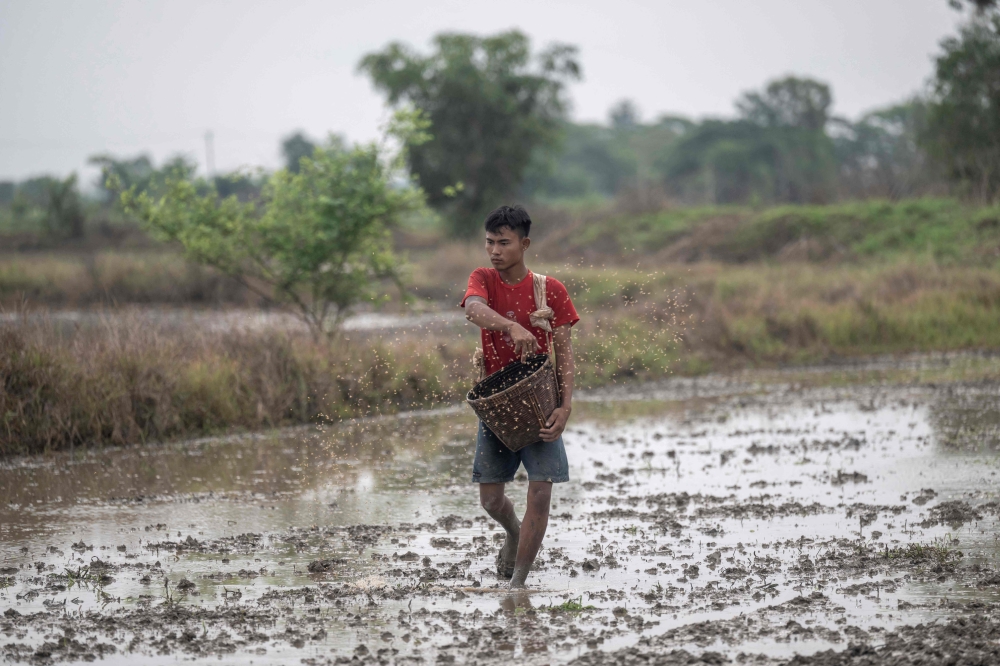 A farmer scatters rice seeds over a field in Kawhmu Township on the outskirts of Yangon. — AFP pic 