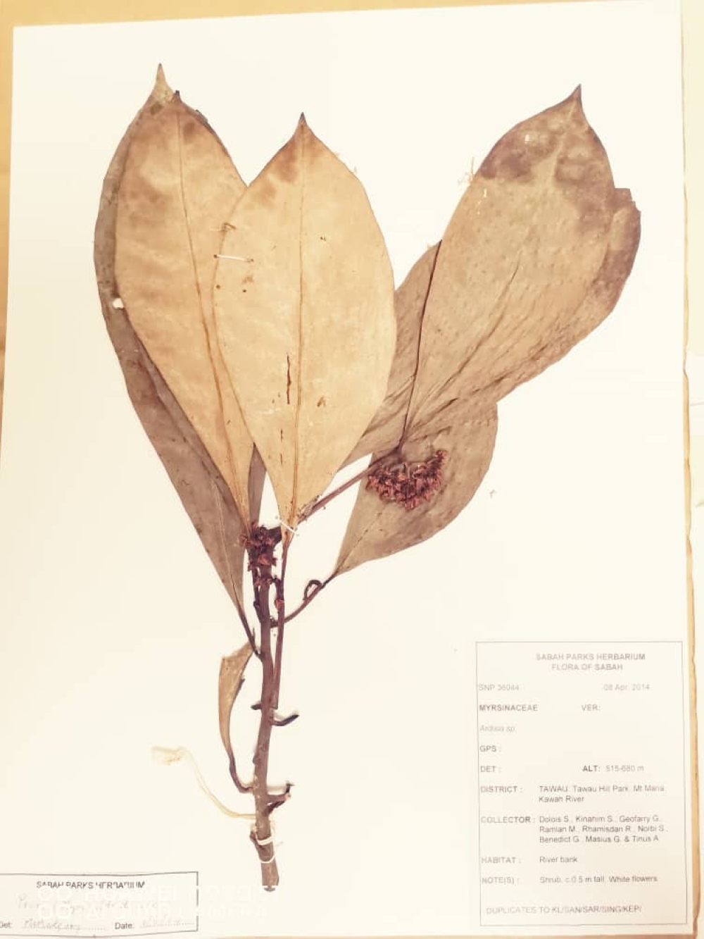 The new species, known as Ardisia condensiflora, was discovered at Tawau Hills Park in 2014. — Picture courtesy of UMS