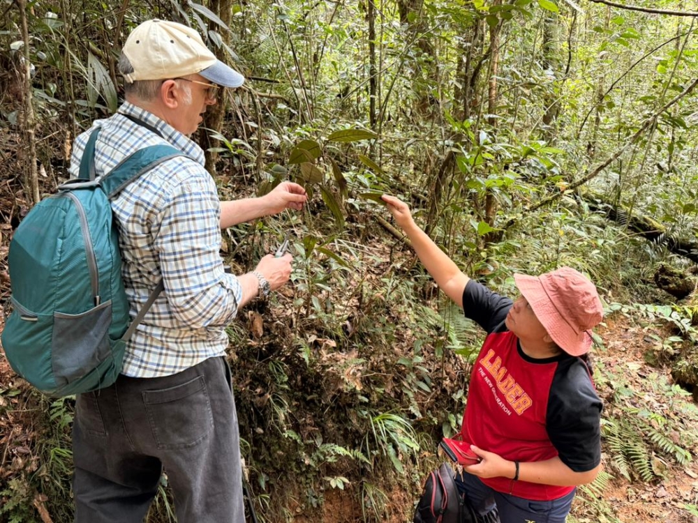 Mystery solved after 12 years as UMS and Singapore Botanic Gardens confirm new Sabah plant species