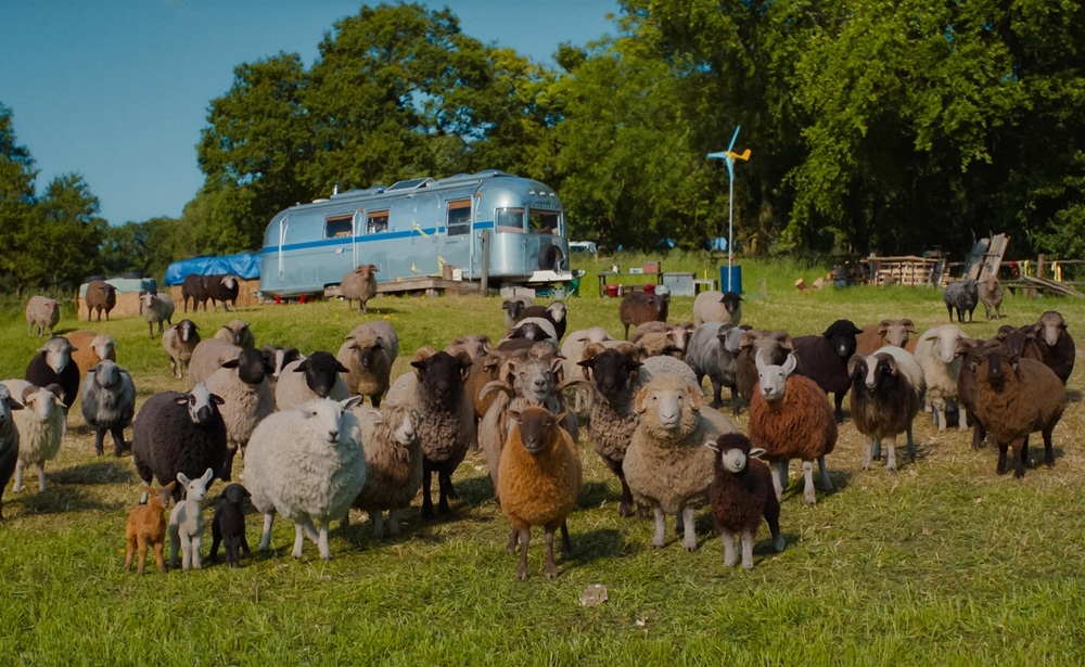 The sheep featured in ‘The Sheep Detectives’ practically steal the show. — Picture courtesy of Sony