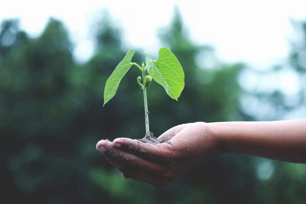 The author says that the vast bulk of what we fight over – fuel for cars, plastic for packaging, solvents for industry and even many medicines – can be grown. — Pexels pic