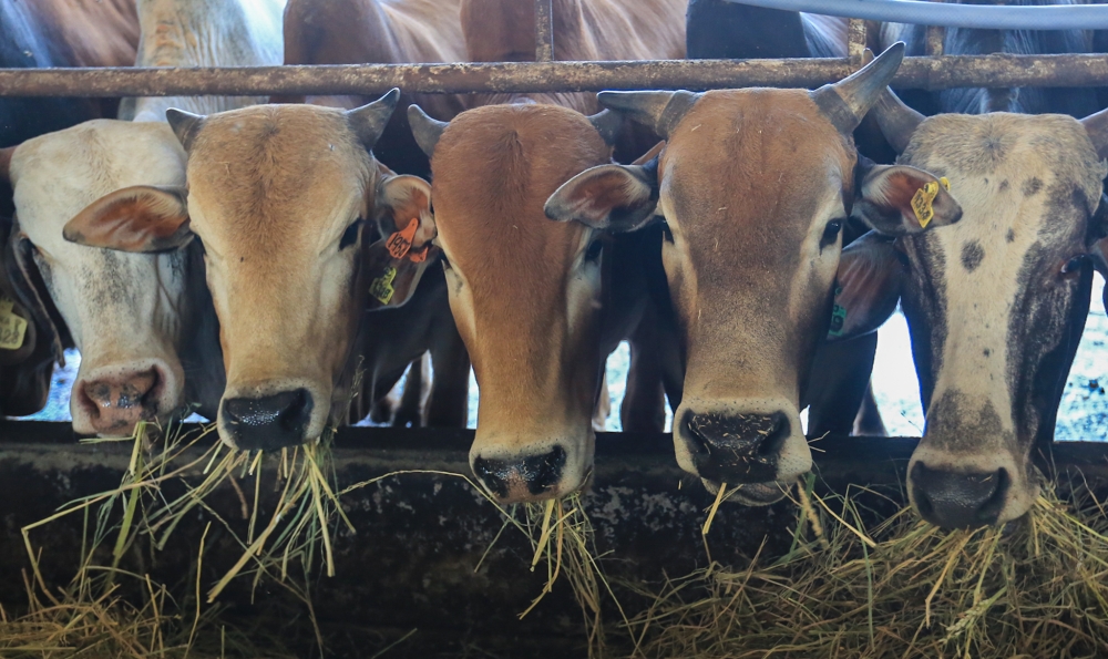Kelantan farmers urged to stop letting cattle roam as road accident risks rise