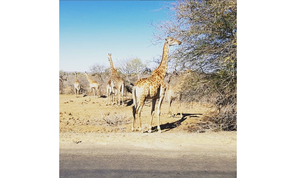 South Africa celebrates 100 years of Kruger National Park under ‘Our Heritage, Our Future’ theme