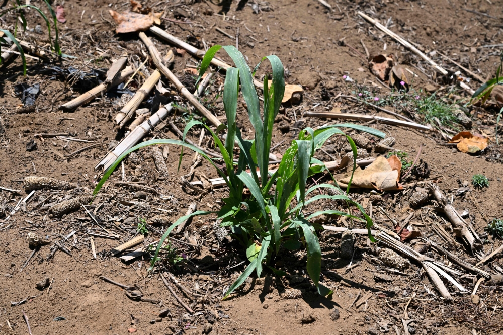 View of a drought-affected corn plantation in the Xetzac community of Cunen, Quiche department, Guatemala, on May 27, 2026. — AFP pic
