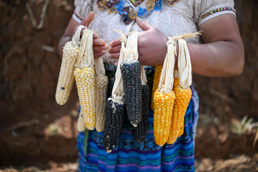 Indigenous woman Catarina Sica, 39, shows different types of native corn she grows at her house in the Xetzac community of Cunen, Quiche department, Guatemala, on May 27, 2026. — AFP pic