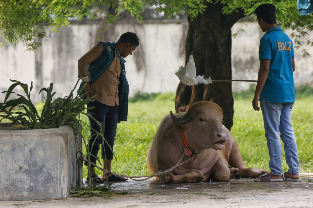 Moo-tastic: Bangladesh Zoo’s latest sensation is buffalo named ‘Donald Trump’ with golden locks