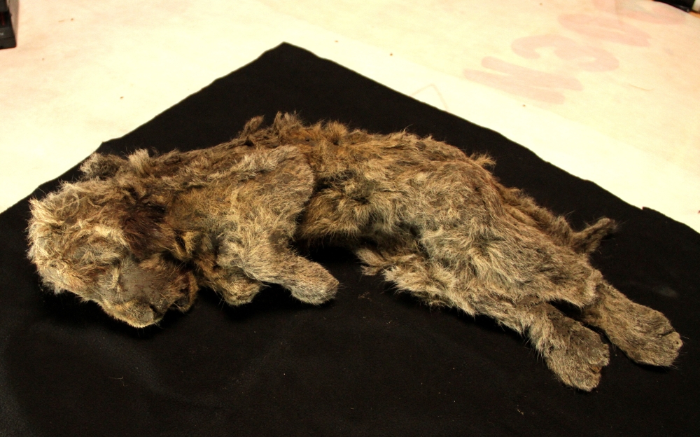 Genome study reveals how extinct Ice Age cave lions ruled over 14,000 years ago