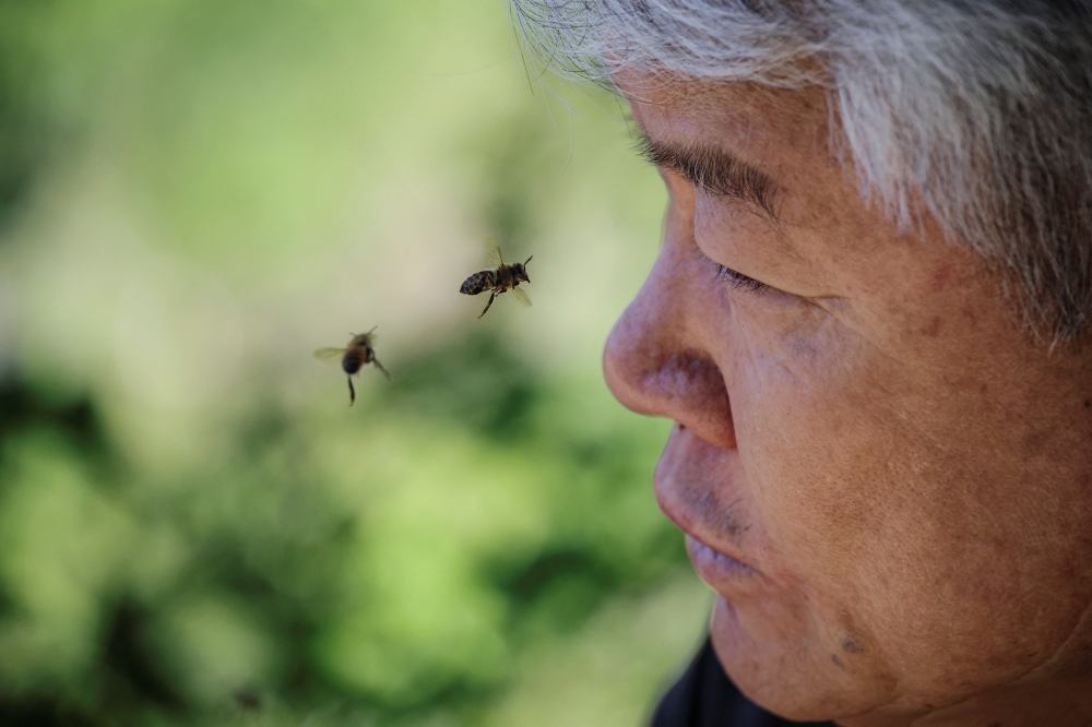 Bees fly around Park Gyeong-je, 65, at the first location for migratory beekeeping in Gimcheon, South Korea, May 5, 2026. Park runs a beekeeping farm in South Korea's southern Sancheong county, but he is a migratory beekeeper, meaning he criss-crosses the country with his hives to chase seasonal flower blooms. However, rising temperatures due to climate change are shortening seasons, causing flowers to bloom earlier and for shorter periods. The weather changes have also brought strong winds, which can make it harder for bees to find their way back to their hives. — Reuters pic