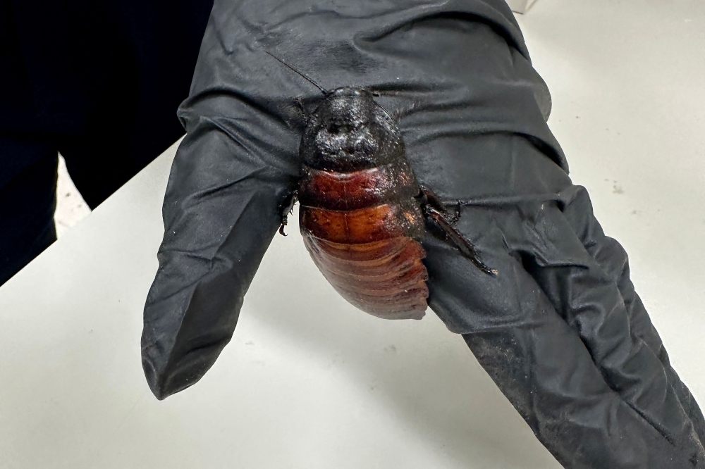The department said the illicit insects had an estimated value of US$140,000. — AFP pic