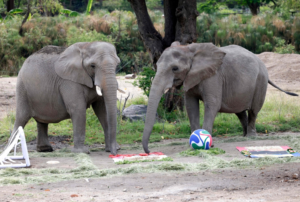 ‘It’s clear who won!’: Mexican zoo residents hedge World Cup