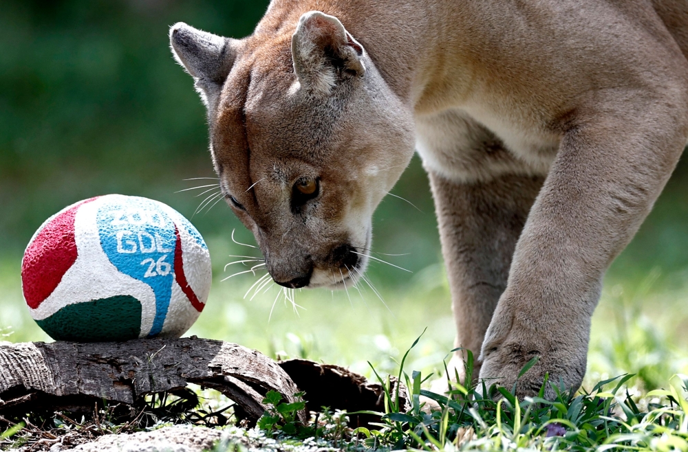 A puma plays during an environmental enrichment activity, predicting the outcome of the FIFA World Cup match between Czech Republic and South Korea, with South Korea winning, at the Guadalajara Zoo in Guadalajara, Jalisco, Mexico, on June 5, 2026. — AFP pic
