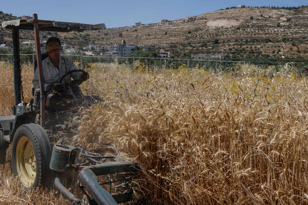 Palestinian farmers ‘steal’ their own crops as settler viole