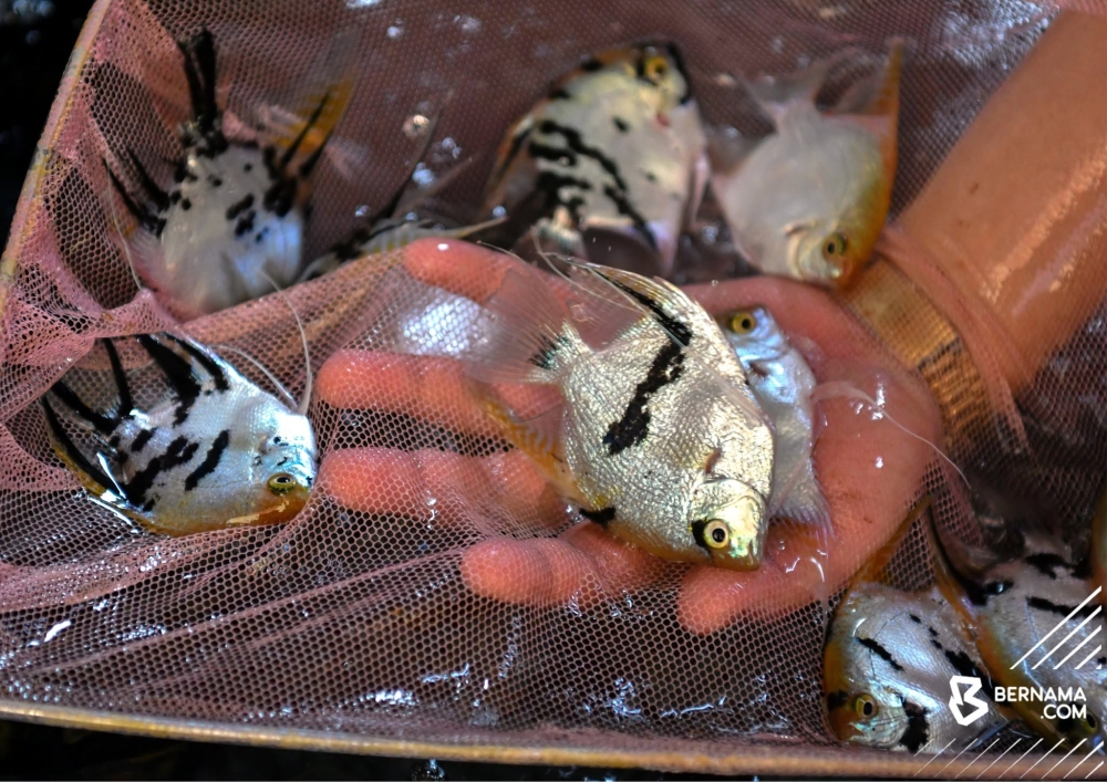 Wan Mohd Hazran sells between 400 and 500 fish monthly, netting a four-figure income. — Bernama pic