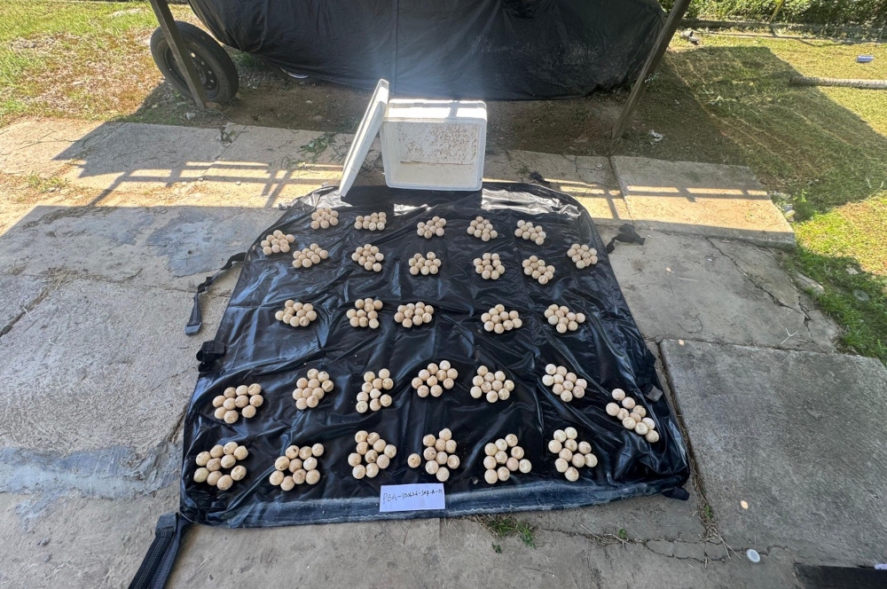 Sabah Wildlife Dept seizes 300 turtle eggs in Tuaran, arrest man