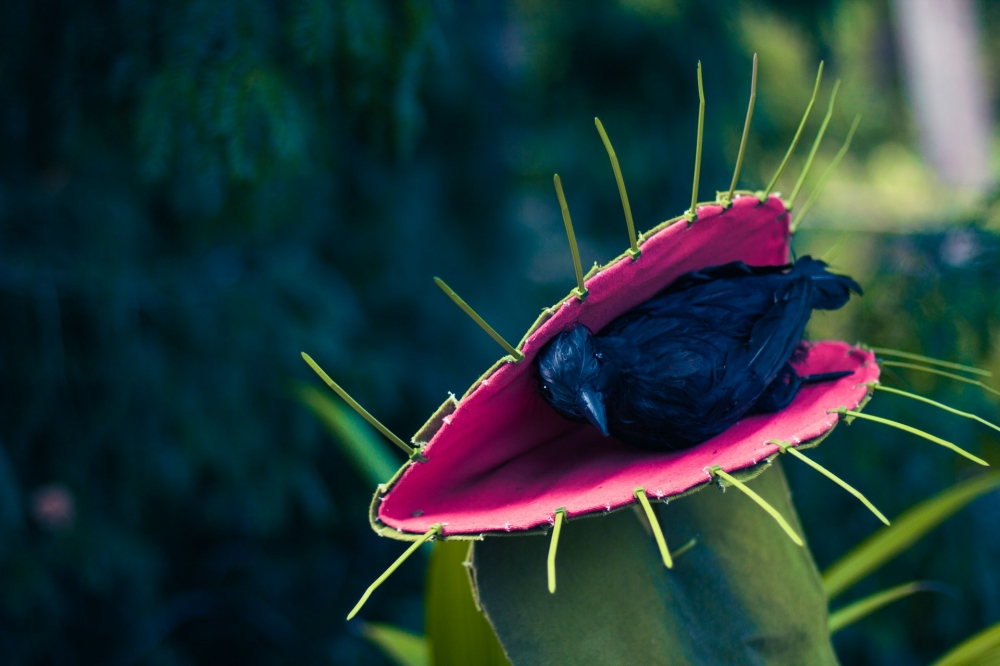 Scientists solve century-old mystery of how Venus flytraps snap shut