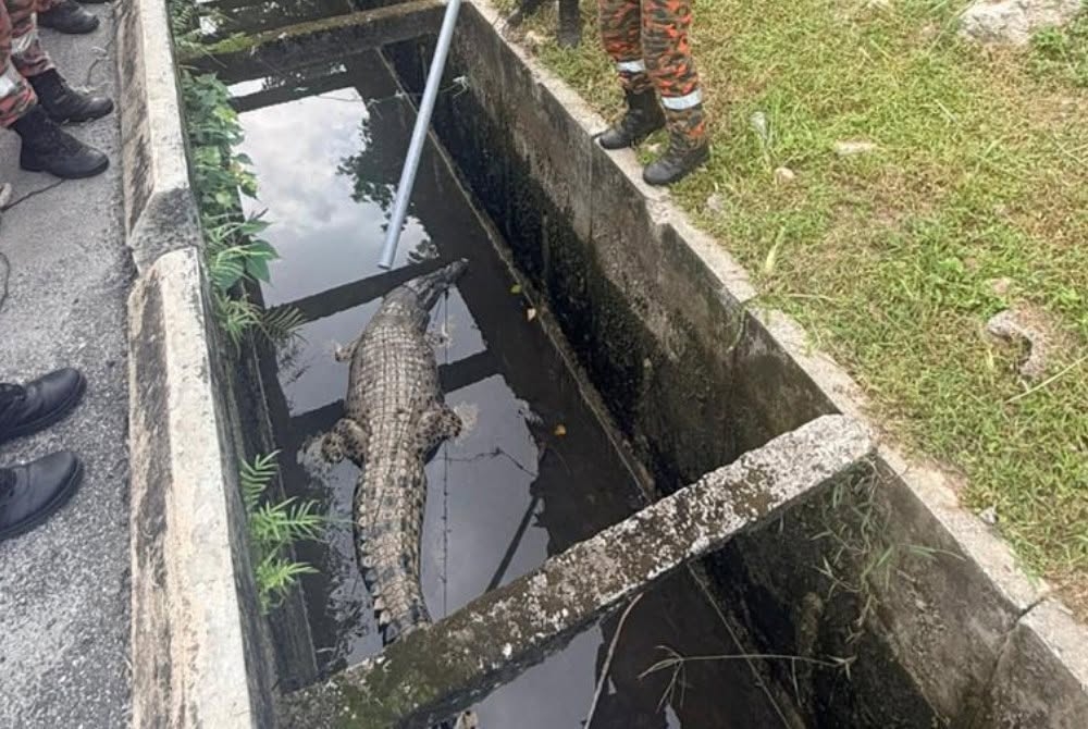 Not your usual roadside hazard: Three-metre crocodile rescued from Banting drain
