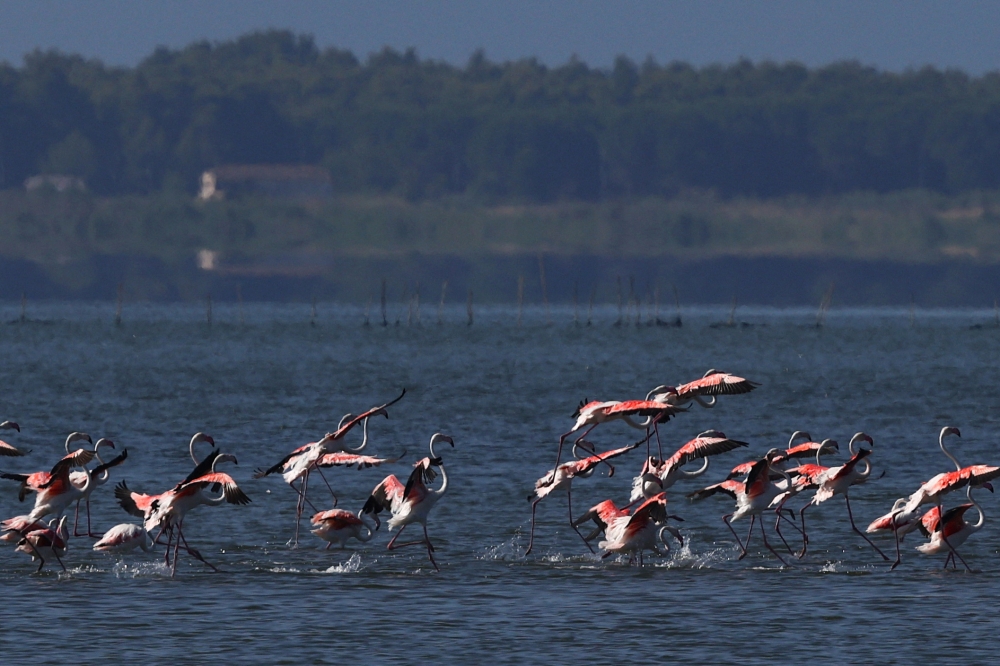 Flamingos at the Vjosa-Narta Protected Area, where a luxury resort is planned by a company linked to Donald Trump’s son-in-law, Jared Kushner, in Zvernec near Vlora, Albania June 10, 2026. — Reuters pic  