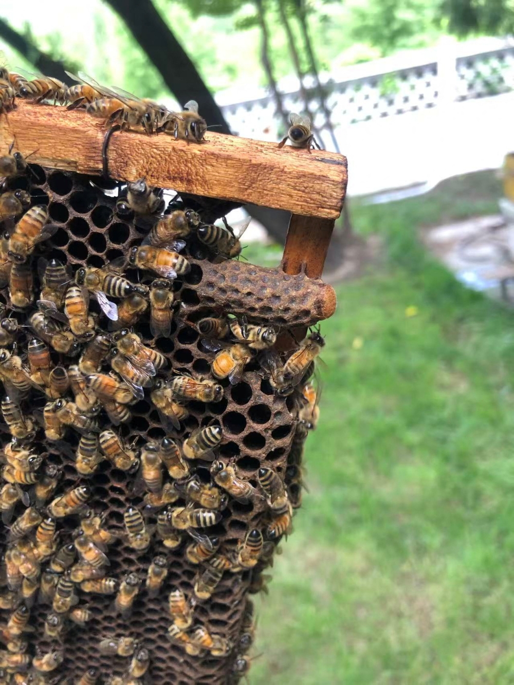 Honeybees move around queen cells on a honeycomb frame inside a beehive, in this handout picture taken at the National Botanical Garden, in Beijing June 18, 2021, released on June 3, 2026. — Kai Wang/Chinese Academy of Agricultural Sciences handout pic via Reuters