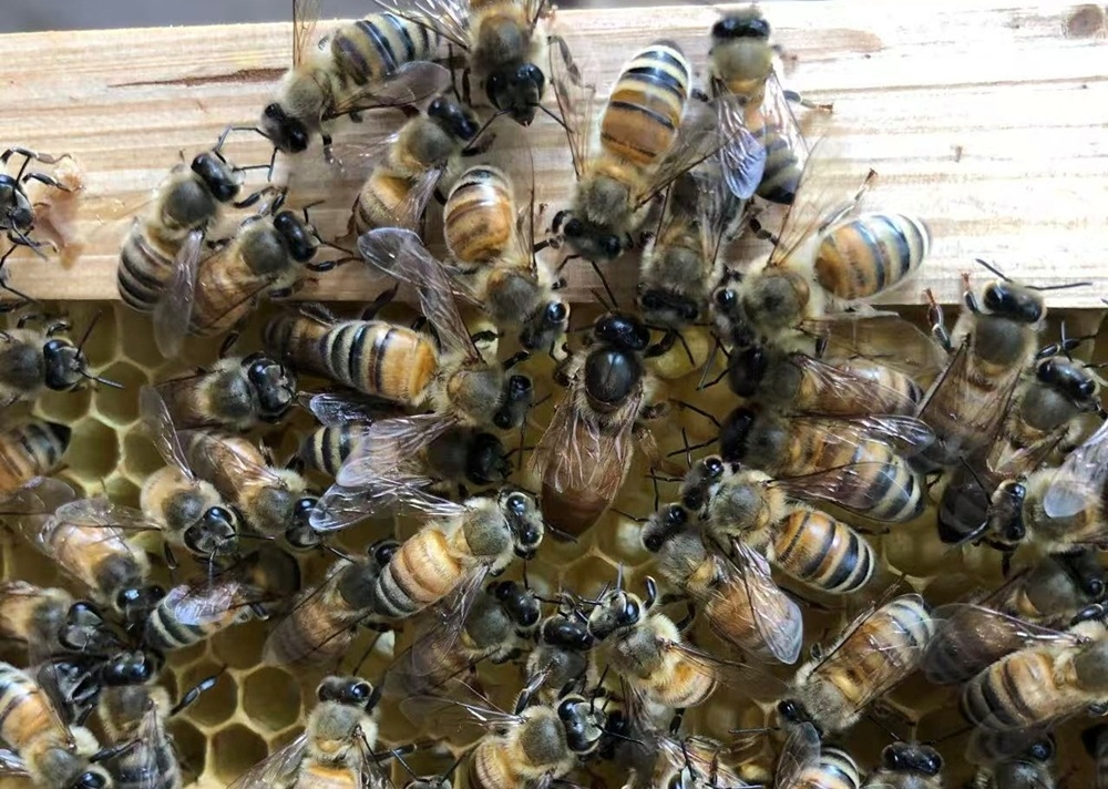 Honeybee queens need more than royal jelly — they need a ‘royal palace,’ researchers say