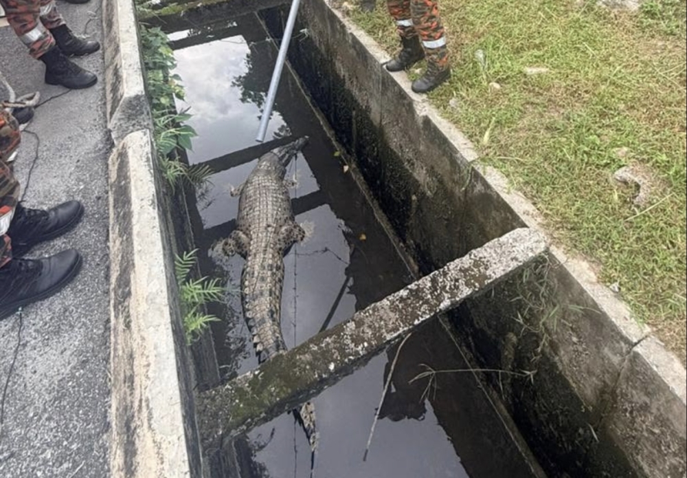 Croc in the drain: Firemen to the rescue of 10-foot reptile trapped in Banting (VIDEO)