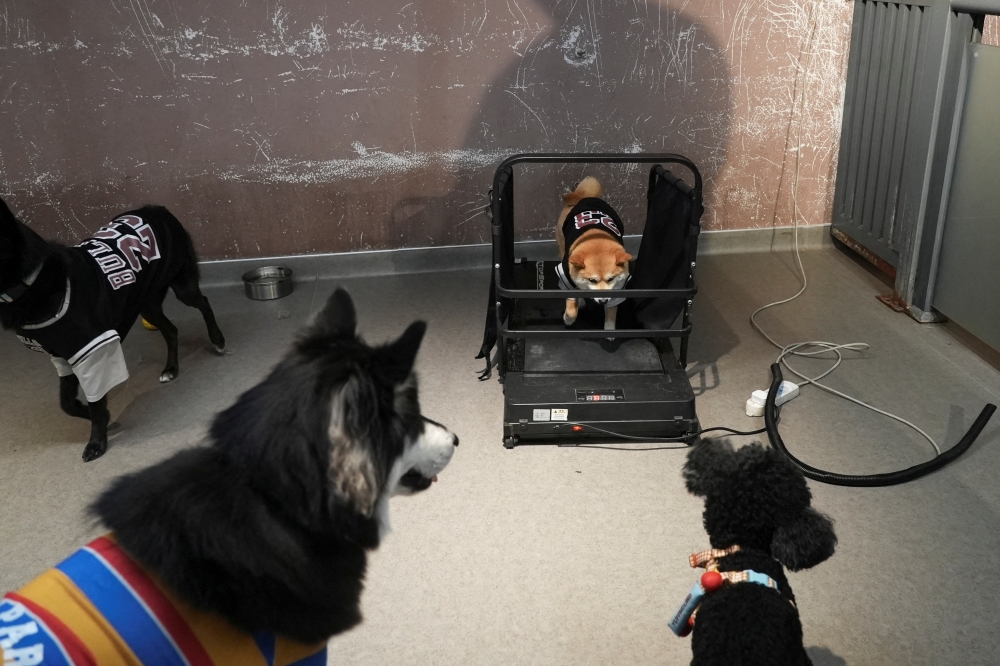 Why China’s millennials are spending RM2,4000 a month sending their dogs to ‘school’