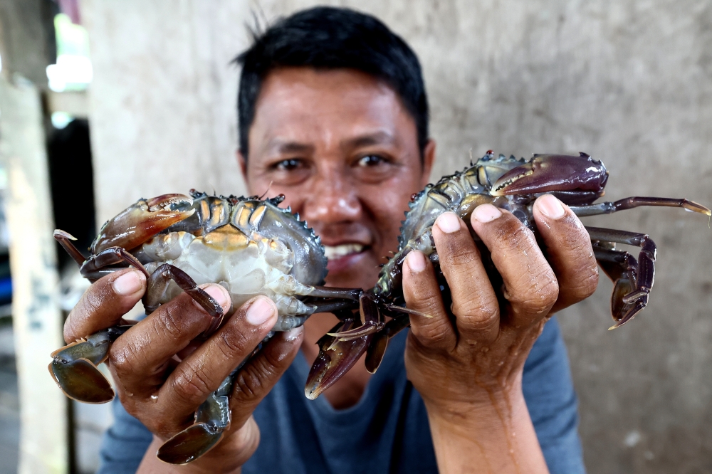 How a RM700 gamble and YouTube videos helped a Sandakan villager build a soft-shell crab business