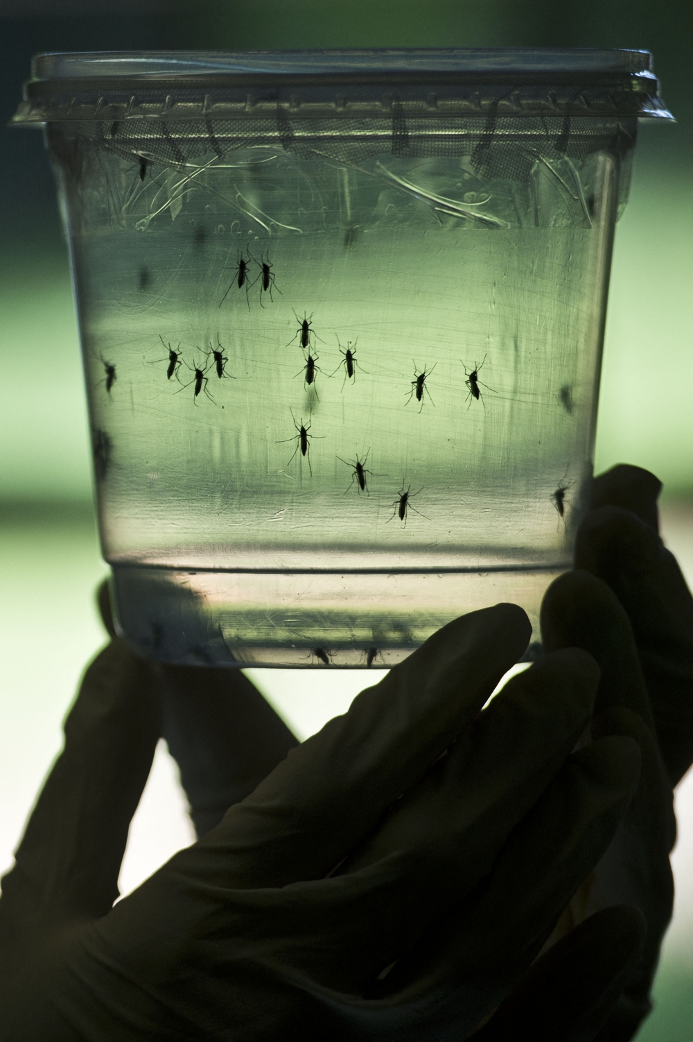 How one scientist is preparing the world for a future shaped by mosquito-borne diseases