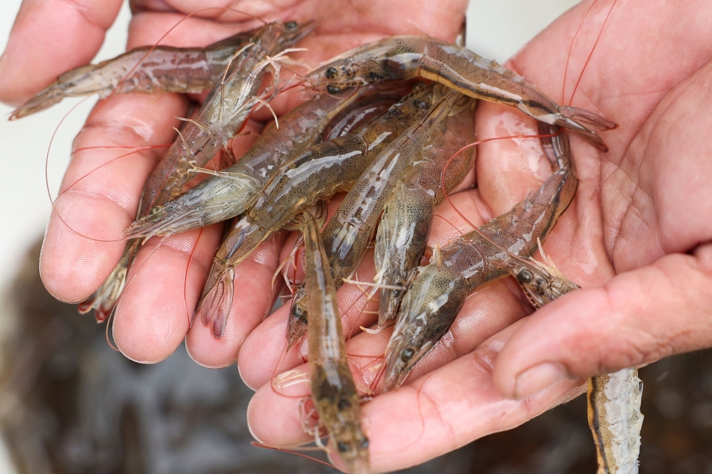 Is your shrimp from Thailand? What Malaysia’s import ban means for consumers and Thai farmers