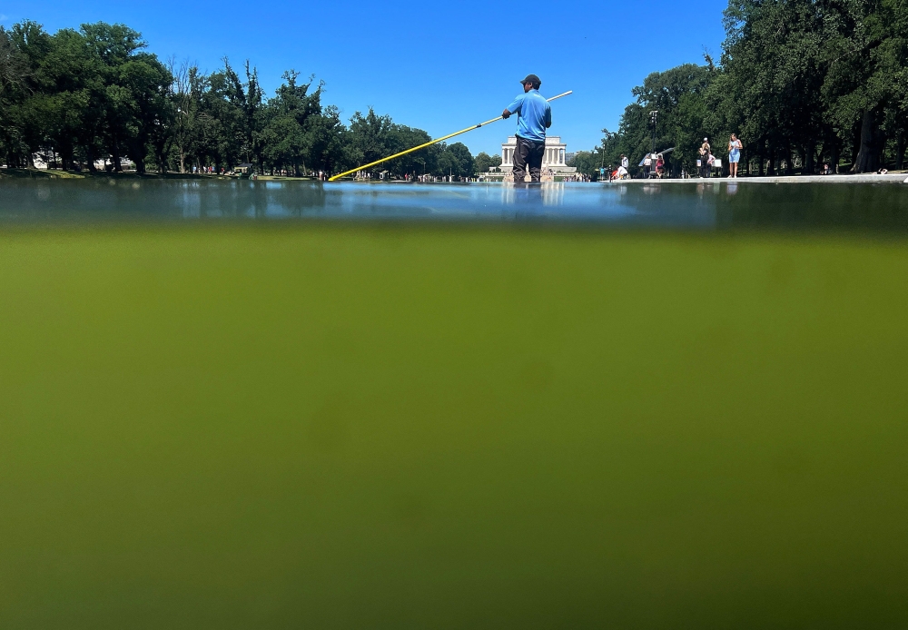 Swamp Thing: Algae mess with Trump’s pool project