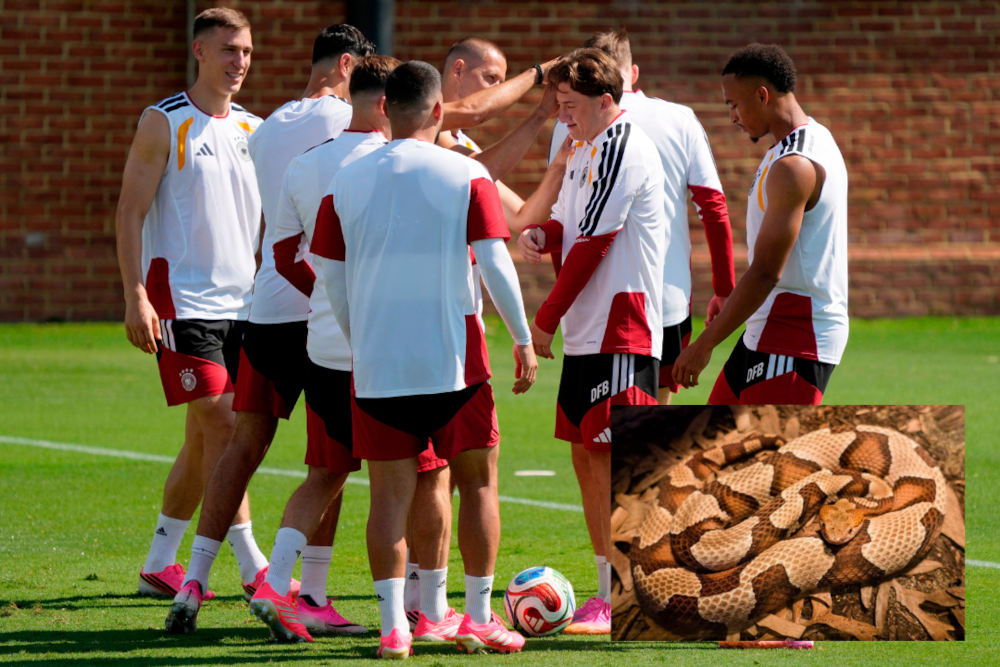 Snake on a train(ing) pitch: Germany World Cup camp rattled in North Carolina