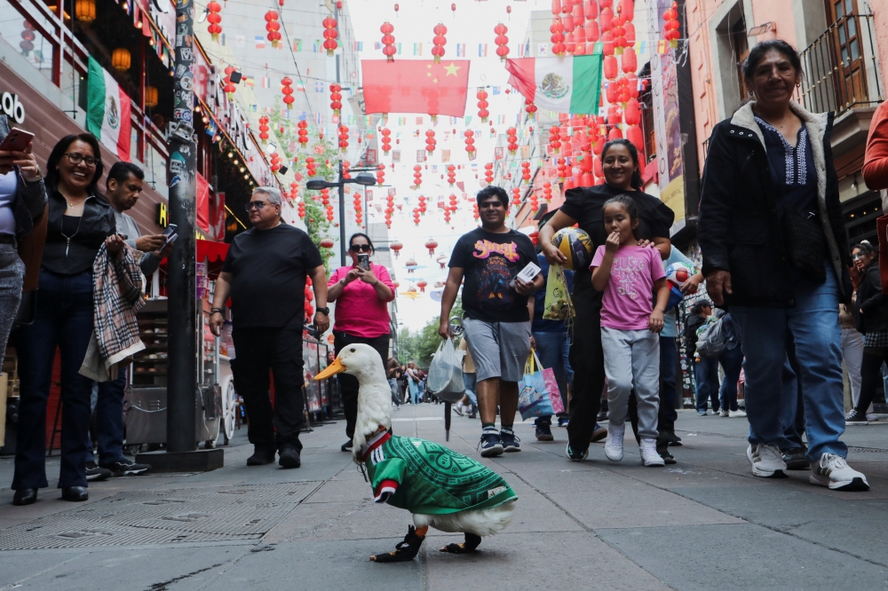 Meet Merlin: Street duck in custom socks bewitches as unofficial Mexican World Cup mascot alongside official axolotl