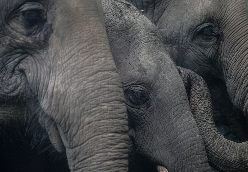 Perak Perhilitan relocates herd of 12 wild elephants from Kampung Bongor to forest reserve