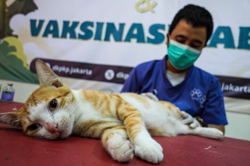 An animal health worker neutering a stray cat in Jakarta. — AFP pic