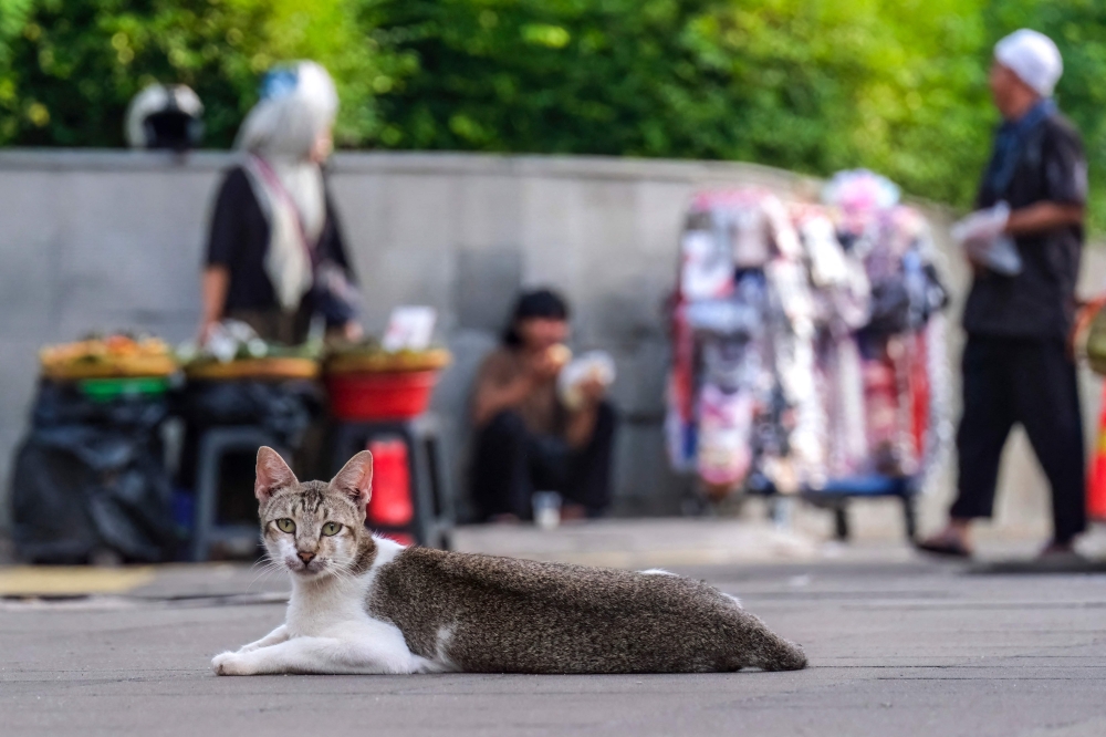 Jakarta goes to the cats as strays take over the capital’s streets