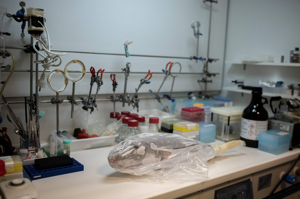 A frozen silver-cheeked pufferfish (Lagocephalus sceleratus) on a laboratory bench before being thawed to collect samples for analysis at the Hellenic Centre for Marine Research in Heraklion, on the island of Crete, on June 2, 2026. — AFP pic